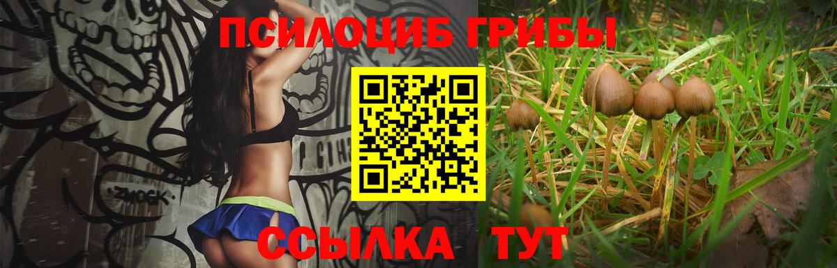 Галлюциногенные грибы Cubensis  Вход с VPN  Тайшет  что такое   Галлюциногенные грибы GOLDEN TEACHER 